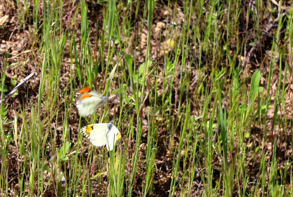 Sara orange tip butterflies flirting
