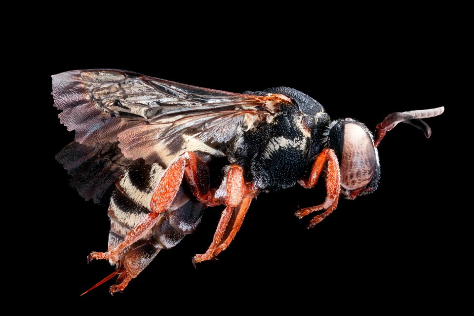 Triepeolus rhododontus, right, f, Talbot, MD 2019-10-21-19.13.05 ZS PMax UDR
