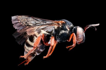 Triepeolus rhododontus, right, f, Talbot, MD 2019-10-21-19.13.05 ZS PMax UDR