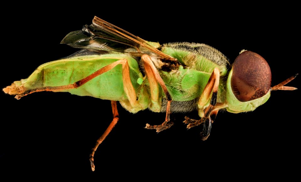 Soldier Fly, U, Side, SD, Pennington County 2013-08-08-14.49.48 ZS PMax