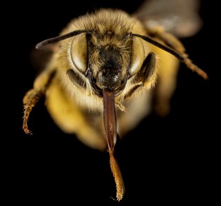 Anthophora crinipes, F, Face, Greece, Aegean Islands 2014-12-09-13.07.15 ZS PMax