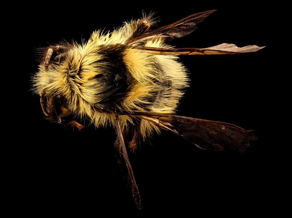 Bombus melanopygus, back, f, Mariposa CA 2017-07-27-16.40