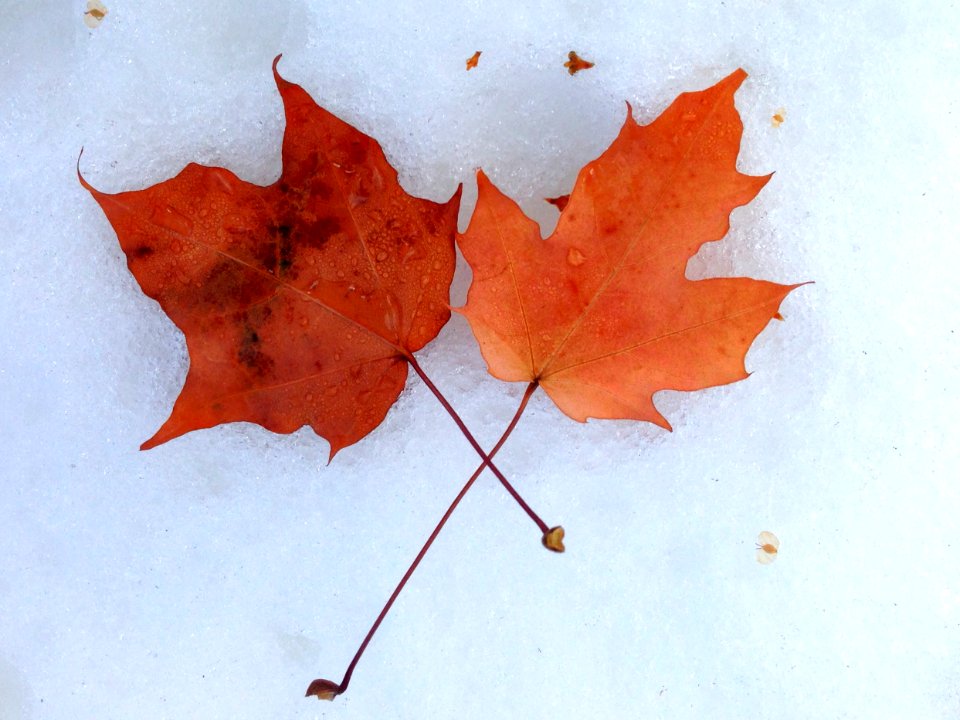 2014/365/331 Oh, Canada