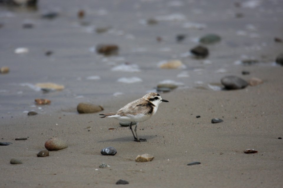 Photo by Chris Dellith/USFWS. photo