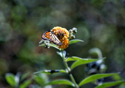 Monarch Butterfly 2017-09-19