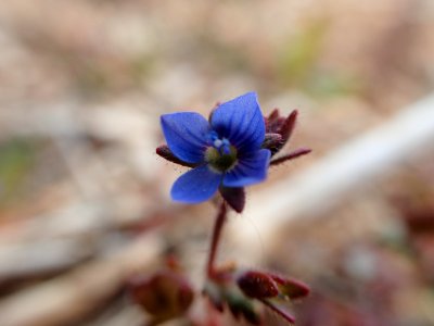 FLORES DE LA RIBERA DEL DUERO VALLADOLID