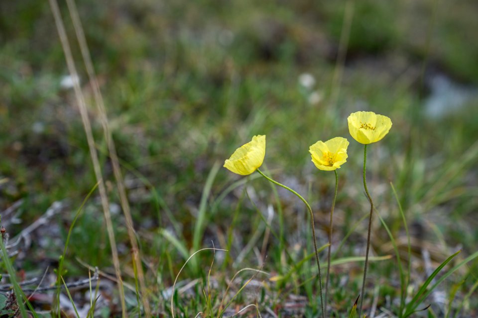 Arctic Refuge - Sheenjek River