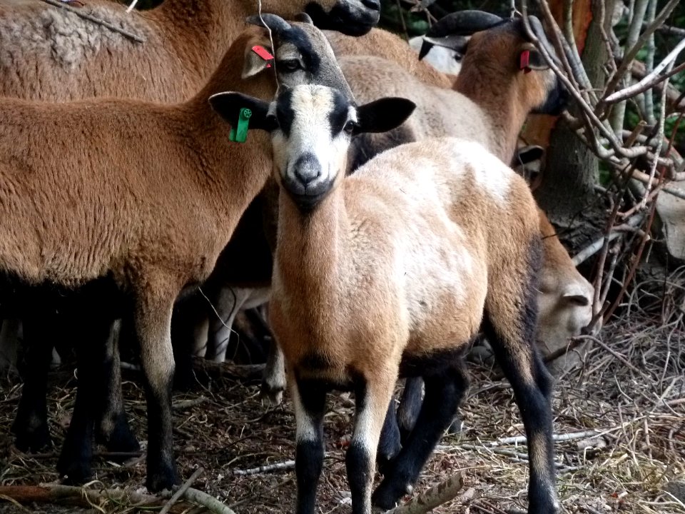 Goats!