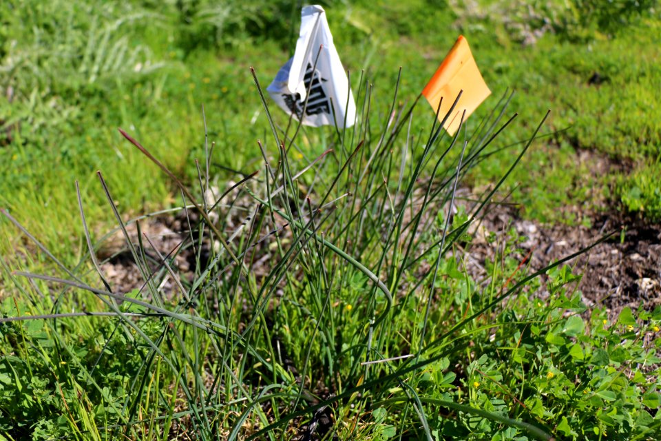 Flags mark the location of thread-leaved brodiaea
