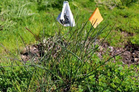 Flags mark the location of thread-leaved brodiaea