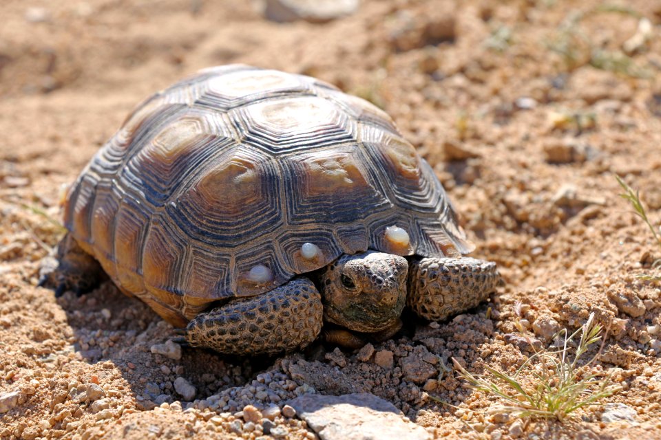 Desert tortoise at MCAGCC