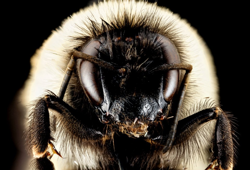 Bombus impatiens, red freak, F, Face, Maryland, Frederick County 2014-12-05-13.59.20 ZS PMax