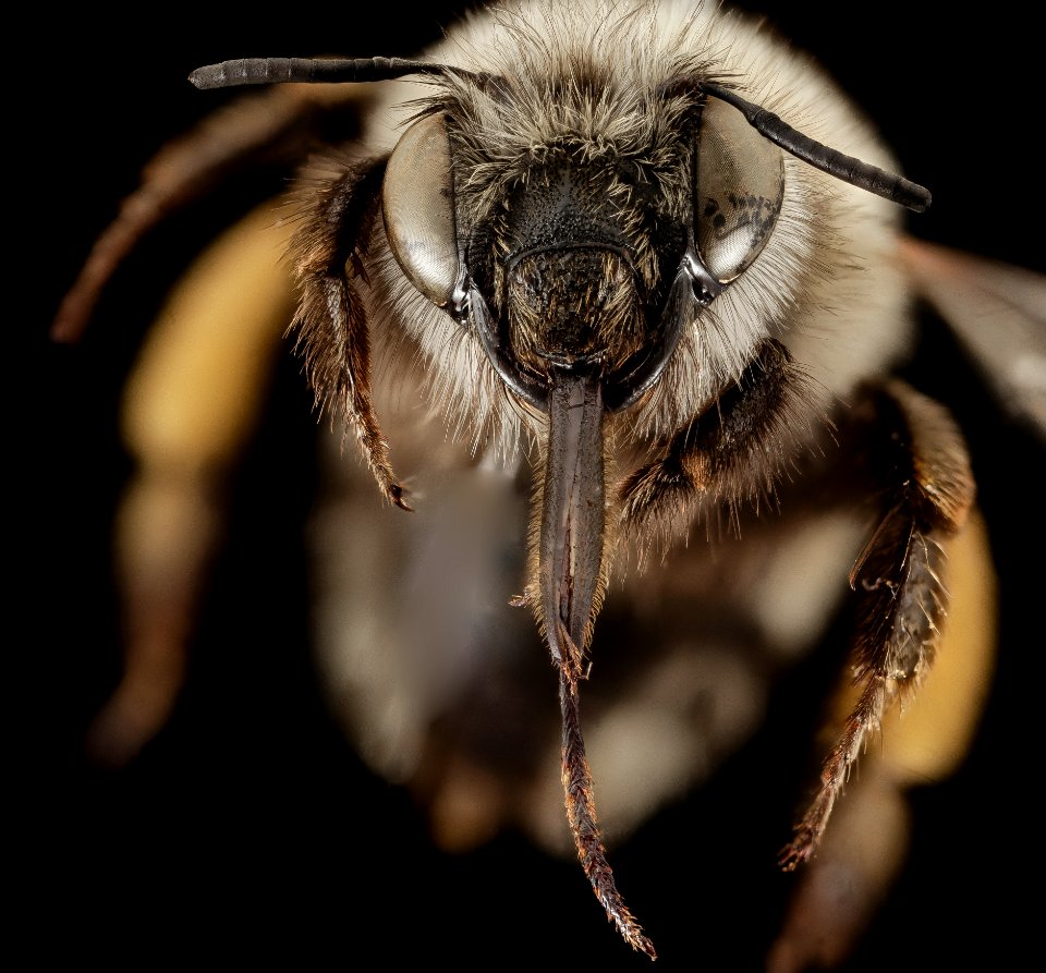 Anthophora rubricrus, F, Face, Greece, Aegean Islands 2014-12-09-16.00.48 ZS PMax