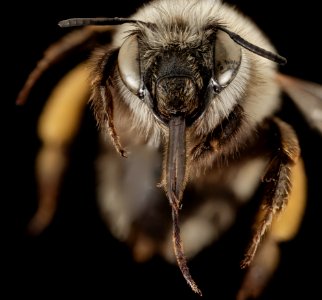 Anthophora rubricrus, F, Face, Greece, Aegean Islands 2014-12-09-16.00.48 ZS PMax