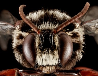 Mesoplia aff rufipes, M, face, Puerto Rico, Yauco 2014-09-25-10.33.22 ZS PMax