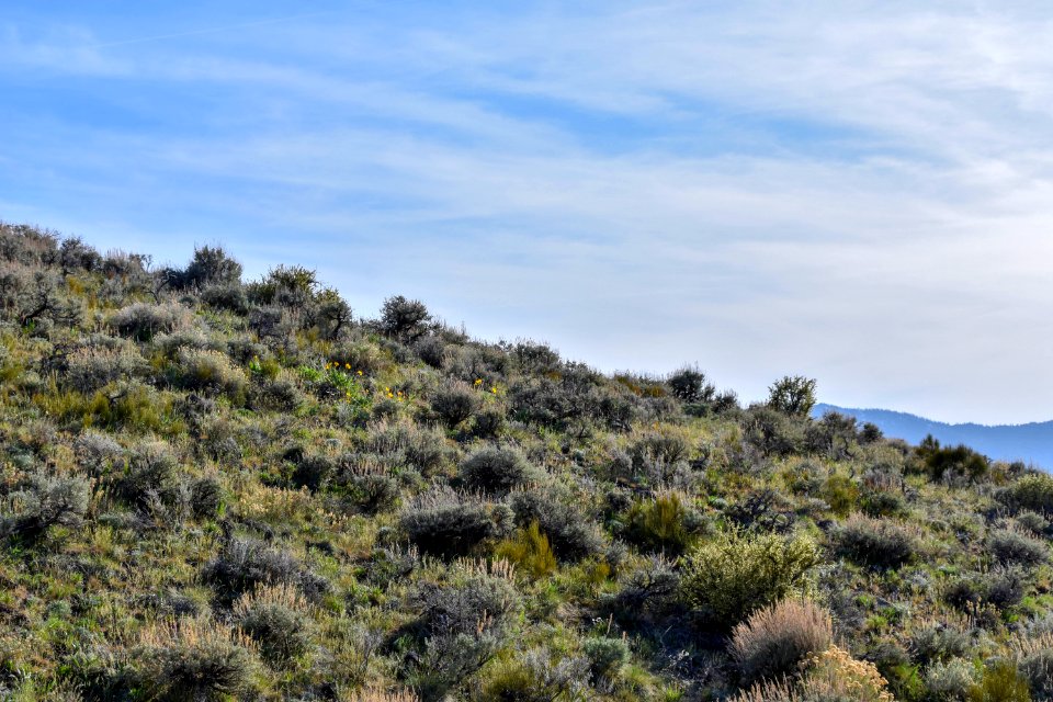 Sagebrush landscape near Reno, Nevada