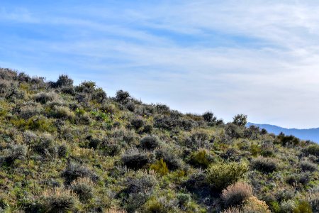 Sagebrush landscape near Reno, Nevada photo