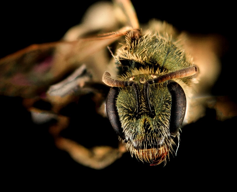 Lasioglossum sedi, F, Face, UT, Garfield County 2014-05-27-16.58.43 ZS PMax