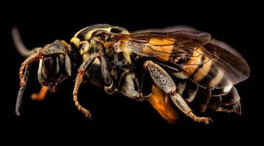 Triepeolus simplex, m, side, md, kenty county 2014-07-22-10.17.34 ZS PMax photo