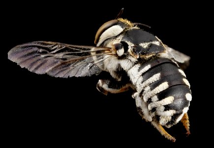 bee 04487d04, f, back, south africa 2014-08-06-11.37.25 ZS PMax