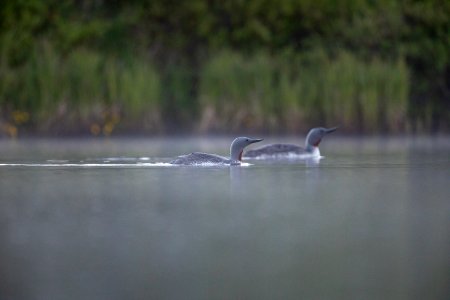 Red-throated loons in fog