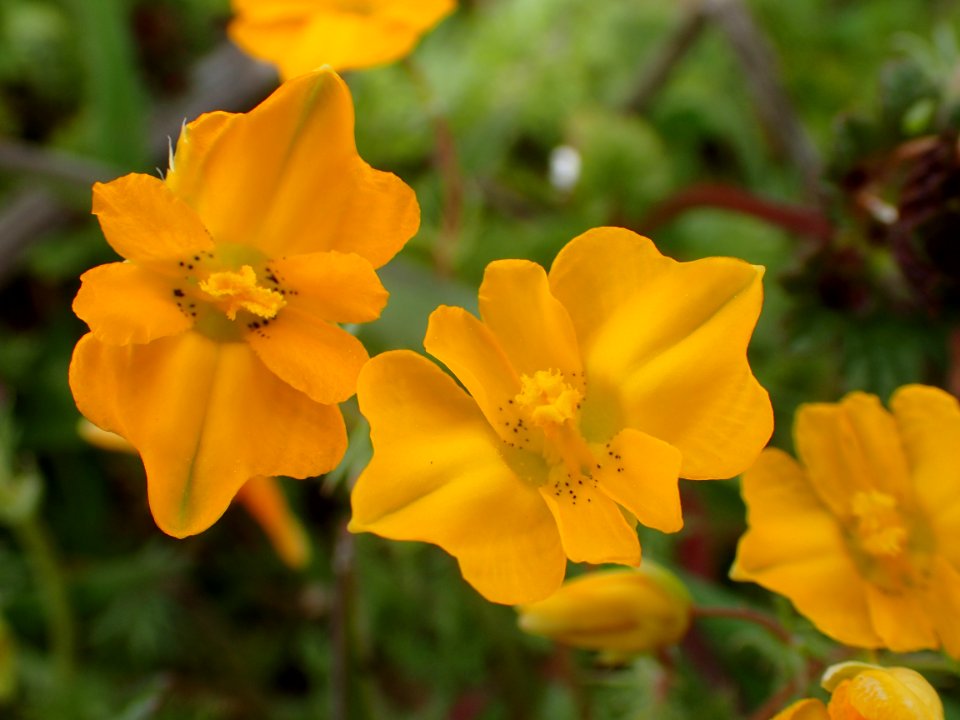 FLORES DE LA RIBERA DEL DUERO VALLADOLID