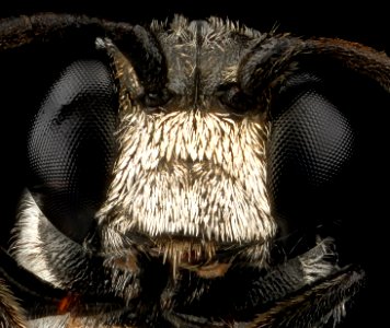 Wasp species, U, face2, Dominican Republic, La Ve 2012-12-11-15.50
