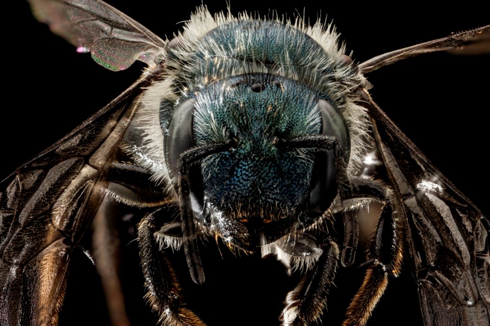 Osmia simillima, face 2014-07-01-14.08.05 ZS PMax photo