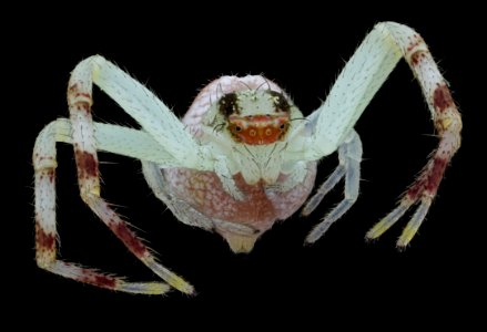 greenish spider, front 2020-08-27-15.25.37 ZS PMax UDR photo
