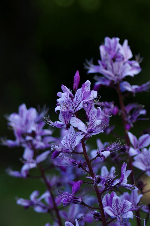 Garden summer bloom photo