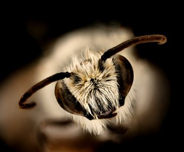 Colletes laticinctus, m, face, Hooker Co., NE 2018-06-19-16.47