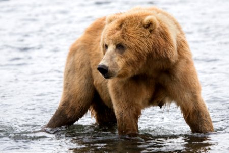 Kodiak brown bear sow