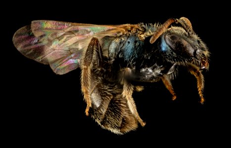 Lasioglossum michiganense, F, Side, NY, Queens 2014-04-22-14.59.53 ZS PMax