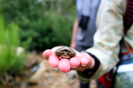 Juvenile Western Pond Turtle (2) photo