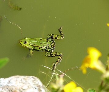 Green croak nature photo