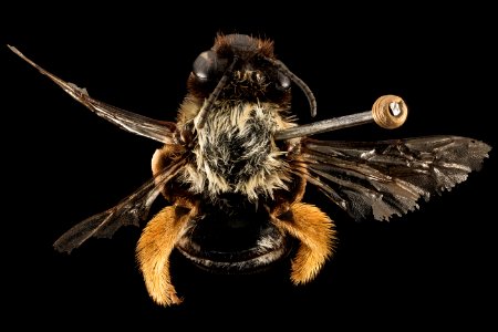 Eucera fulvitarsis, M, Back, WY, Lincoln Co 2014-10-31-11.30