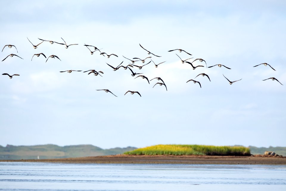 Black Brant at Izembek Lagoon photo