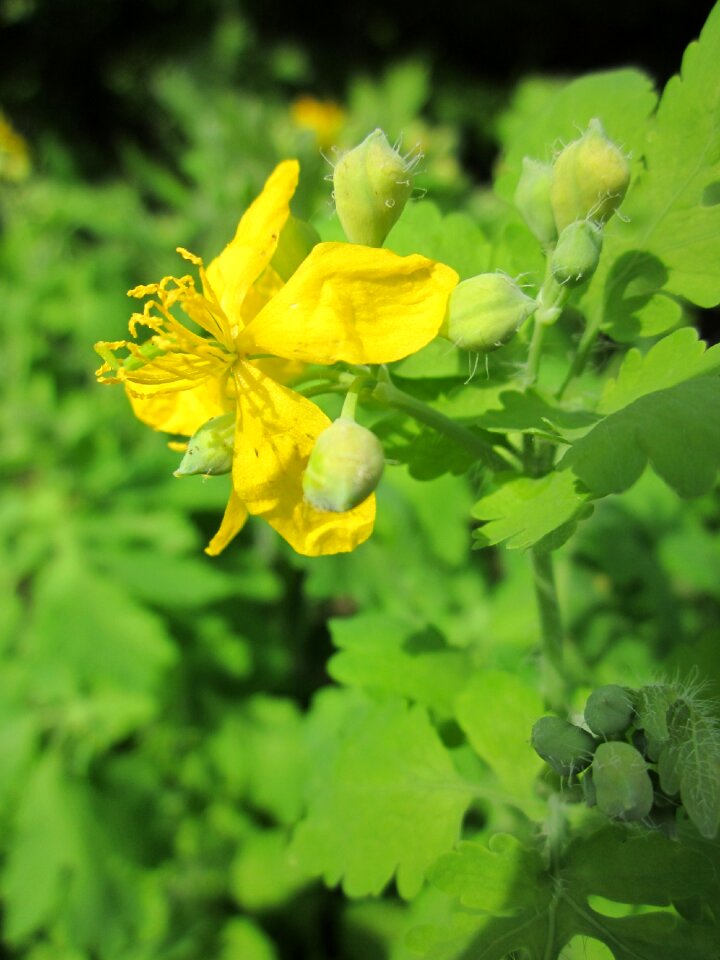 Nipplewort swallowwort wildflower