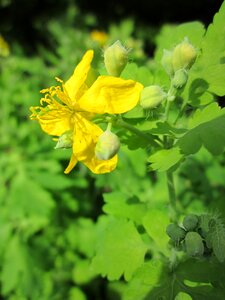 Nipplewort swallowwort wildflower
