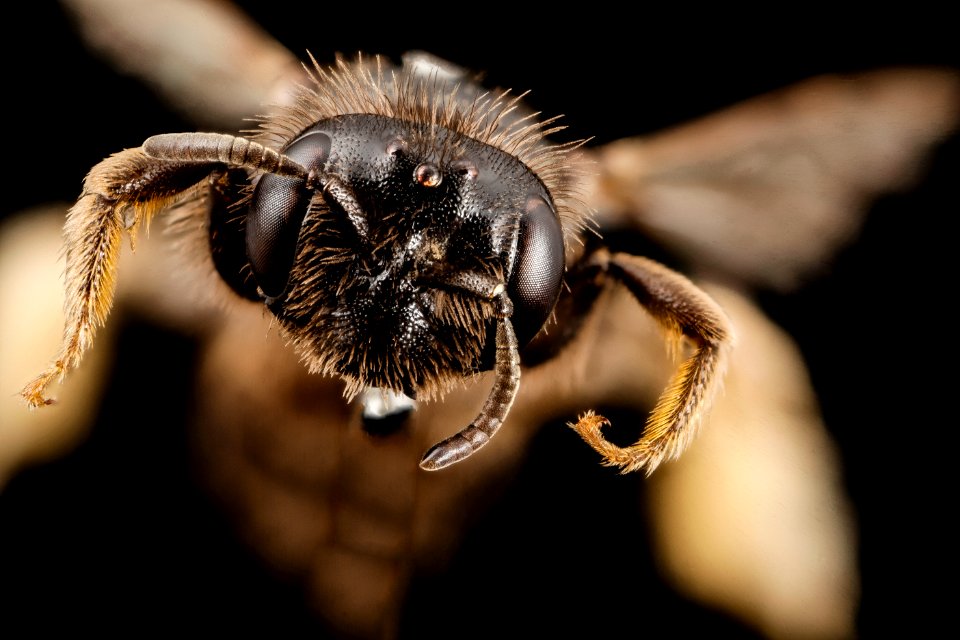 Panurginus calcaratus, f, facd, Norway 2014-08-06-09.15.21 ZS PMax
