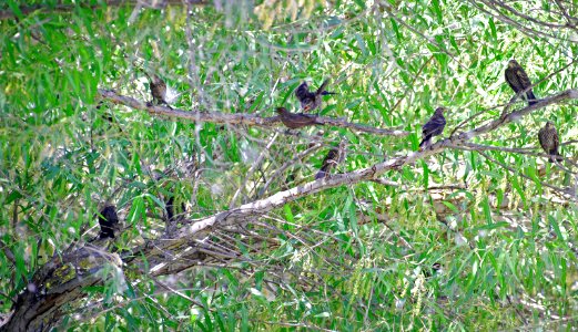 Tricolored blackbirds in a tree near Kern National Wildlife Refuge.