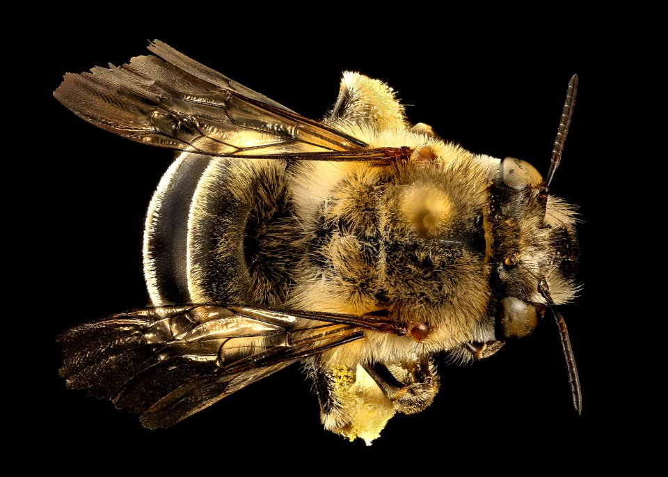 Anthophora urbana, back, Hidalgo Co., NM 2016-09-30-16.54
