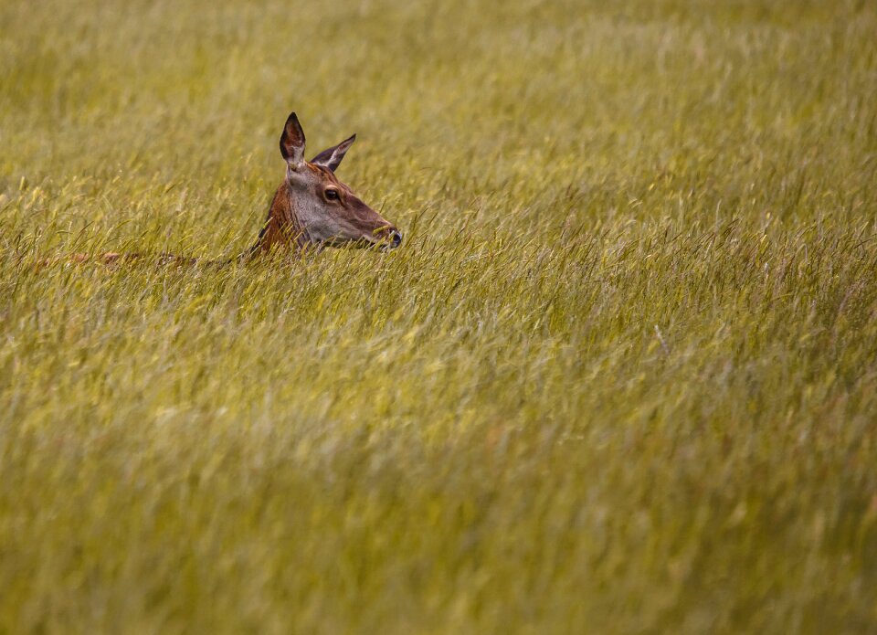 Wildlife nature animal