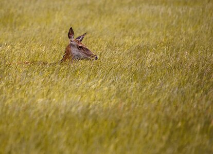 Wildlife nature animal