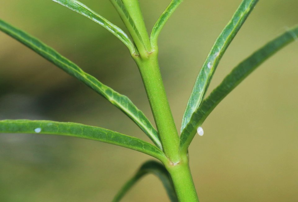 Monarch egg on narrow-leaf milkweed
