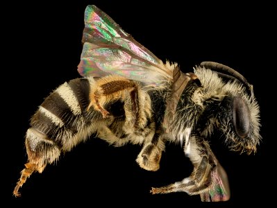 Lasioglossum heterorhinum, F, Side, UT, Garfield County 2014-05-09-18.35.54 ZS PMax