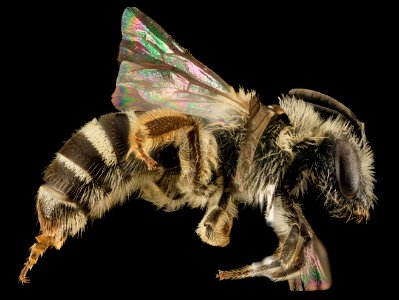 Lasioglossum heterorhinum, F, Side, UT, Garfield County 2014-05-09-18.35.54 ZS PMax photo