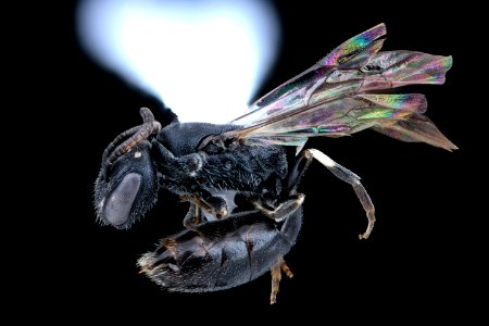 Hylaeus fedorica, female, Delaware, left side 2020-12-05-17.11.07 ZS PMax UDR