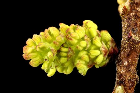 Morella pensylvanica, 3, Bayberry, Howard County, Md yard,  2018-05-17-19.35.06 ZS