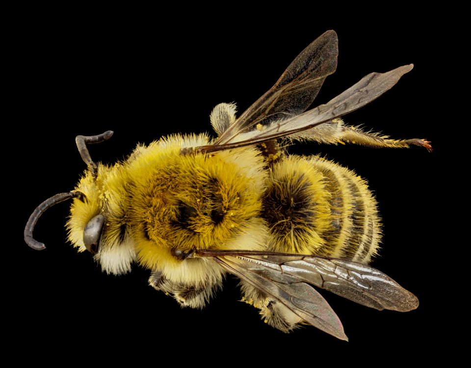 Lonchopria similis, m, back, chile 2014-07-05-12.01.48 ZS PMax